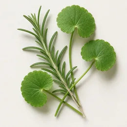 Brin de romarin et feuilles de centella asiatica